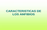 CARACTERISTICAS DE LOS ANFIBIOS · •La mayoría de los anfibios posee glándulas productoras de secreciones venenosas en la epidermis. •El veneno es liberado cuando el animal