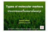 ประเภทของเครื่องหมายโมเลก ุลubn-rrc.ricethailand.go.th/images/PDF/Molecular-marker...Types of molecular markers ประเภทของเคร