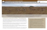 05 pastizales de chihuahua - Pandaawsassets.panda.org/downloads/fs05_dch_pastizales.pdf · Los pastizales juegan un papel primordial en la recarga de los mantos acuíferos y son hábitat