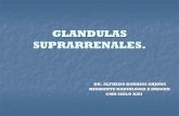 ANATOMIA DE LAS GLANDULAS SUPRARRENALES. · glandulas suprarrenales en mas el 95% de los individuos, si los cortes son de poco grosor . resonancia magnetica