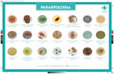 PARASITOLOGIA - Diagnósticos do Brasil · 2020-03-16 · Cartaz_Parasitologia.pdf 1 02/01/2020 14:40:10. Title: Cartaz_Parasitologia Created Date: 1/2/2020 2:40:10 PM ...