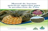 Manual de buenas prácticas agrícolas para la producción de ...€¦ · 1. ANANAS COMOSUS 2. CULTIVO. 3. COSTA RICA. I. Título. 3 Buenas Prácticas Agrícolas para la Producción