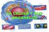 LA CELULA Y SUS ORGANELOS...LA CELULA Y SUS ORGANELOS LA MEMBRANA CELULAR O PLASMATICA Protege la célula, permite el intercambio de materiales entre el citoplasma y el exterior. Uno