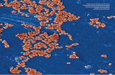 Imagen de microscopia electrónica de Staphylococcus aureus · 2014-03-17 · Staphylococcus aureus, resistente a la meticilina (conocida por MRSA); acinetobacter baumannii, enterococcus