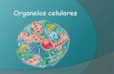 Organelos celulares - colegiosantodomingo.cl · Organelos celulares ¿Qué es un organelo? Son subunidades o componentes celulares que están especializados en una determinada función.