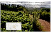Impactos del cambio climático sobre la viticultura en América del Sur… · 2013-12-03 · Impactos del cambio climático sobre la viticultura en América del Sur: entre observaciones,