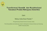 Transformasi Genetik dan Karakterisasi Tanaman Produk ...cdast.unej.ac.id/wp-content/uploads/2020/08/Webinar...Transformasi Genetik dan Karakterisasi Tanaman Produk Rekayasa Genetika