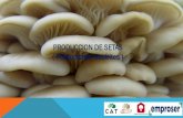 PRODUCCION DE SETAS ( Productores Satélites ) · Sanidad, homogeneidad y productividad del micelio. Producción y abastecimiento de sustrato que garantice el crecimiento y desarrollo