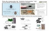 Guía de inspección de “árboles huéspedes” del escarabajo asiático de antenas ... · 2017-11-27 · escarabajo asiático de antenas largas “Árboles huéspedes” del escarabajo