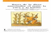 Bases de la dieta amerindia: el maíz, la yuca y la batata · todas las civilizaciones mesoamericanas y andinas, sino que cons~ituía también el centro de su economía, de su división