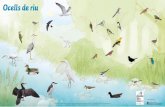Ocells de riu - WordPress.com · d’Europa, és un hivernant comú als països mediterranis, on el clima és més temperat. El martinet de nit fa niu als boscos de ribera al sud