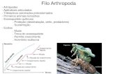 Apresentação do PowerPoint · 2018-12-28 · Filo Arthropoda - Artrópodes - Apêndices articulados - Triblásticos celomados protostomados - Primeiros animais terrestres - Exoesqueleto