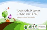Avances del Proyecto REDD+ en el PNSL · Avances del Proyecto REDD+ en el PNSL Fundación Defensores de la Naturaleza . Antecedentes • Acercamiento con las comunidades hace 2 años