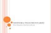 SISTEMA TEGUMENTARIO - UNAM · 2010-03-05 · CAPAS DE LA PIEL 1. Epidermis: capa externa, compuesta de epitelio escamoso estratificado queratinizado, derivado del ectodermo. 2. Dermis: