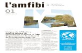 l’amfibi DE L'ALBUFERAlamfibi.org/LAmfibi_n1.pdf · l’Albufera, una de les principals zones humides del sud d’Europa, i contribuir a la seua promoció, preservació i valo-rització.