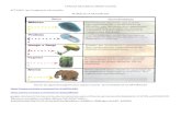 CIENCIAS NATURALES GRADO CUARTO ACTIVIAD: Leer la ... · 2. animales y de agua Completa el esquema. suelo agua Seres vivos plantas temperatura Ecosistemas Medio fisico Escribe una