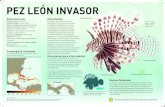 PEZ LEÓN INVASOR · El pez león, especie nativa a la región Indo Pací˜ca, fue introducido al Atlántico occidental en la década de los ochentas a través del comercio de peces