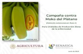 Campaña contra Moko del Plátano · ESPACIO PARA IMAGEN Campaña contra Moko del Plátano (Ralstonia solanacearum Raza 2)Para Unidades de Producción libres de la enfermedad Junio