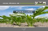 Tubérculos - Fundación Global Nature€¦ · La remolacha azucarera puede crecer en suelos muy diversos, inclu- yendo suelos relativamente pesados. Para alcanzar un rendimiento