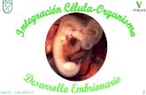 Presentación de PowerPoint€¦ · Por inducción embrio-naria y contacto entre endo y ectodermo, se origina el mesodermo GASTRULACIÓN: Embrión didérmico: endodermo y ectodermo.