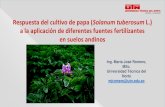 Presentación de PowerPoint - Cidecuador · fertilizantes en suelos andinos. Objetivos Específicos 1. Determinar la fuente de fertilización más eficiente en el cultivo de papa.