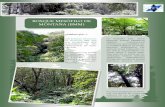BOSQUE MESÓFILO DE MONTAÑA (BMM)ingscientif.yolasite.com/resources/montañismo... · montaÑa (bmm) ¿sabÍas que…? los bosques mesÓfilos de montaÑa bbm, son los ecosistemas