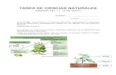 TAREA DE CIENCIAS NATURALES - WordPress.com · Las plantas se pueden clasificar en: ÁRBOLES, ARBUSTOS E HIERBAS. Árboles como el pino, manzano y nogal. Arbustos como el rosal y
