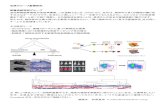 GVHD Toleran ceninai.med.okayama-u.ac.jp/wp-content/uploads/2019/05/hem...血液グループ基礎研究 移植免疫研究グループ 造血幹細胞移植後の免疫再構築、この過程で生じるGVHD/GVL