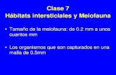 Clase 7 Hábitats intersticiales y Meiofauna · 2019. 3. 8. · Clase 7 . Hábitats intersticiales y Meiofauna • Tamaño de la meiofauna: de 0.2 mm a unos cuantos mm • Los organismos