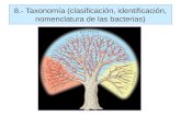 8.- Taxonomía (clasificación, identificación, nomenclatura de las … · 2020. 3. 7. · nomenclatura de las bacterias) “El árbol de la vida” (ARNr 16S) a)Forma celular: Redonda