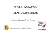 FLORA ACUÁTICA CIANOBACTERIAS · 2018. 12. 13. · Las cianobacterias en la Métrica. Pelos Pelo Deficiencia fósforo/ambiente oligotrófico Heterocitos Deficiencia en nitrógeno