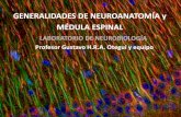 GENERALIDADES DE NEUROANATOMÍA y MÉDULA ESPINAL Topografía de la médula espinal. Meninges y raíces de la médula espinal. Citoarquitectura de la sustancia gris medular. Sustancia
