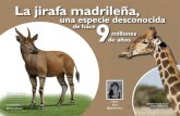 La jirafa madrileña, · La jirafa es un conocido habitante de la sabana africana, con su largo cuello característico, su pelaje con grandes manchas y su dieta basada en hojas y