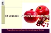 El granado (Punica granatum - El Cultivo del granado · El granado (Punica granatum L.) Aspectos relevantes del manejo agronómico. Establecimiento de huertos Objetivos