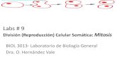 Labs # 9 - WordPress.com€¦ · División (Reproducción) Celular Somática: Mitosis BIOL 3013- Laboratorio de Biología General Dra. O. Hernández Vale. Objetivos •Conocer porque