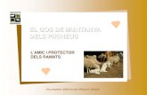 EL GOS DE MUNTANYA DELS PIRINEUS€¦ · als ramaders que pasturen els seus ramats en territori de llops i óssos, i el de donar a conèixer la tasca que fa aquesta raça pirenaica