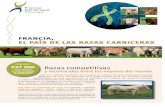 francia, el país de las razas carnicerasfr.france-genetique-elevage.org/IMG/pdf/fge_seleccion_de_las_razas... · bovinos y, por ejemplo, cerca de 25 millones de pesadas y ... desarrollo
