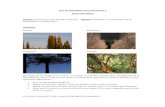 €¦ · Web view•Describen observaciones de animales, plantas, flores, árboles, insectos, paisajes del entorno natural y fenómenos naturales. •Elaboran bocetos para desarrollar
