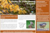 COLORES DEL OTOÑO (Madrid) PRECIOS POR PERSONA 7 de … · 2018. 5. 4. · COLORES DEL OTOÑO (Madrid) 7 de octubre SEO/BirdLife es una entidad sin ánimo de lucro nacida en 1954