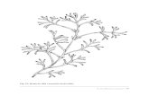 Fig. 15: Rama de shih (Artemisia herba-alba...Los frutos esféricos y amargos (Fig. 24) son utilizados a lo largo del Sahara por sus propiedades medicinales y alimenticias. De hecho,