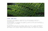 LAS HOJAS · Web viewLas hojas son órganos vegetativos, generalmente aplanados, situados lateralmente sobre el tallo, encargados de la fotosíntesis. La morfología y anatomía de