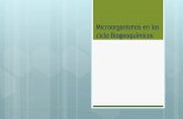 Microorganismos en los ciclo Biogeoquímicos · 2020. 8. 26. · Ciclos biogeoquímicos La Ecosfera 3 Los elementos más importantes que forman parte de la materia viva están presentes