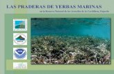 DRNA | Navega por el ambiente...La dieta de ciertos animales marinos como la del erizo negro, el peje blanco y el manatí depende del consumo de yerbas marinas y algas asociadas. En