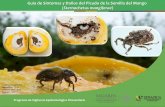 Guía de Síntomas y Daños del Picudo de la Semilla del Mango ......Guía de Síntomas y Daños del Picudo de la Semilla del Mango (Sternochetusmangiferae) Créditos fotográficos: