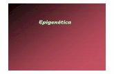 Epigenética - UMAAlgunos de los procesos epigenéticos específicos incluyen la impronta génica Ocurre en el ovario o en los testículos durante la formación de las gametas. Algunos