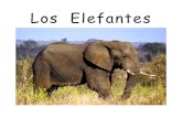 Los Elefantesoer2go.org/.../Content/Spanish/LosElefantes.pdf · 2017. 5. 10. · Los elefantes africanos son más grandes y tienen las orejas y los colmillos más grandes. 2 . Los