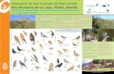 Observación de Aves Forestales de Pinar Canario...res de aves y los naturalistas para observar las especies de aves propias de los pinares, como el pico picapinos. Entre ellas hay