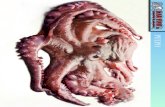 PULPO - Marfish · 2012. 11. 24. · PULPO DENOMINACIÓN COMERCIAL Pulpo NOMBRE DEL PRODUCTO Pulpo / Poulpe / Octopus DENOMINACIÓN CIENTÍFICA Octopus vulgaris CALADERO / ZONA DE