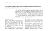 Ultraestructura del pupario de Ceratitis capitata (Wiedemann) … · 2006. 9. 2. · teriormente, ROBLES-CHILLIDA (1975) pone ... fruto antes de alcanzar su completo des-arrollo,