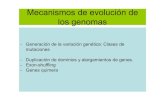 Mecanismos de evolución de los genomas...Mecanismos de evolución de los genomas - Generación de la variación genética: Clases de mutaciones - Duplicación de dominios y alargamientos